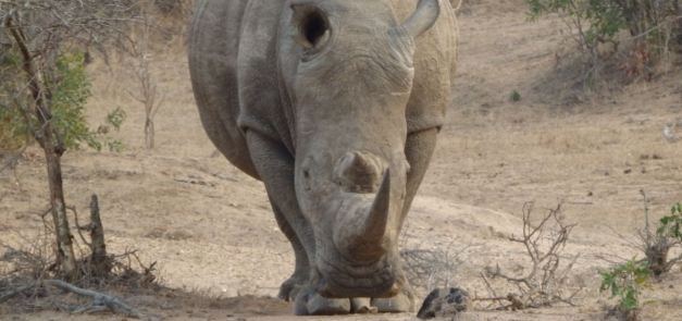 White Rhino viewing at Kruger National Park